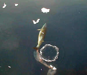 A whale leaves a plume of iron-rich faecal material, in its wake. The iron and other nutrients in the faeces are now available to phytoplankton.