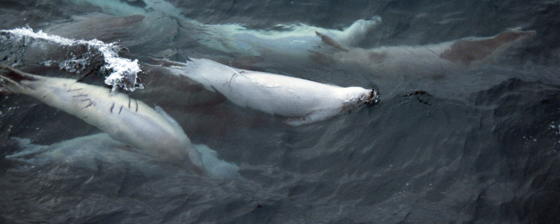 Several crabeater seals, swimming in a group in the ocean