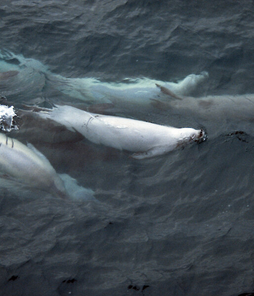 Several crabeater seals, swimming in a group in the ocean