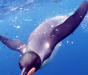 A king penguin diving underwater