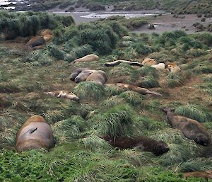 Elephant seals lying in vegetation on Macquarie Island.