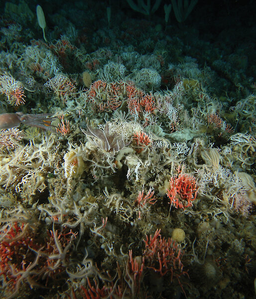 A rich sea floor community discovered during the Collaborative East Antarctic Marine Census.