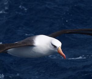 A black-browed albatross flying over the ocean.