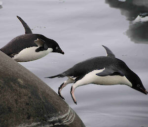 Adélie penguins leaping into the water.