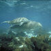 A dugong mother and calf in sea grass beds along the Australian coast.