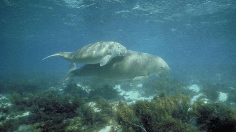 A dugong mother and calf in sea grass beds along the Australian coast.
