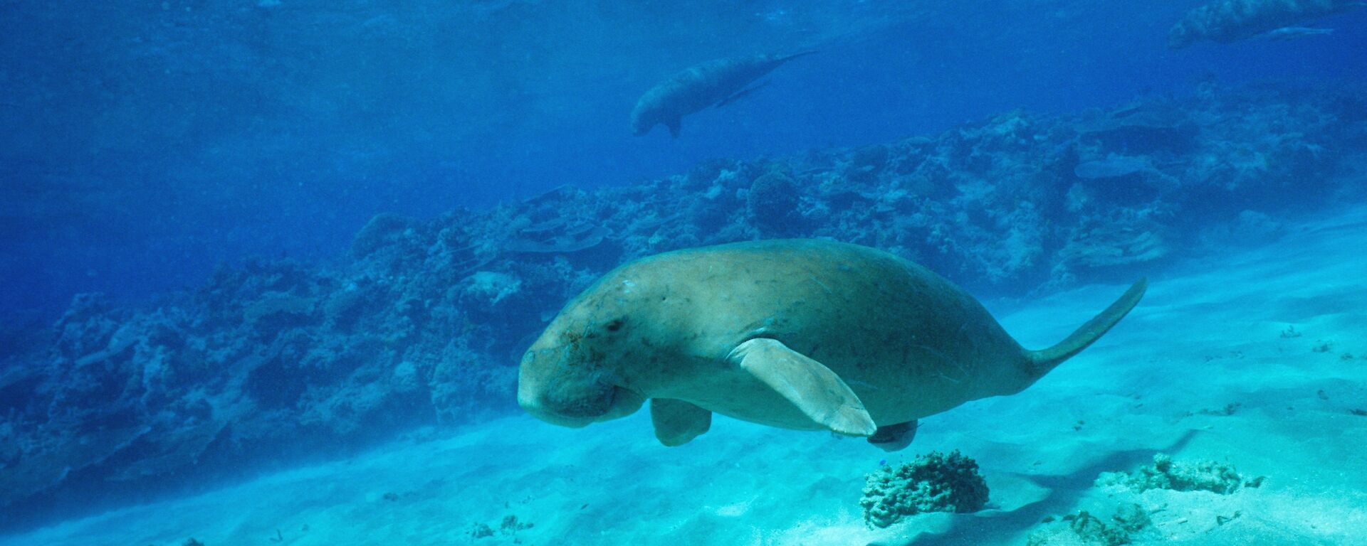A dugong swims along the sandy sea floor