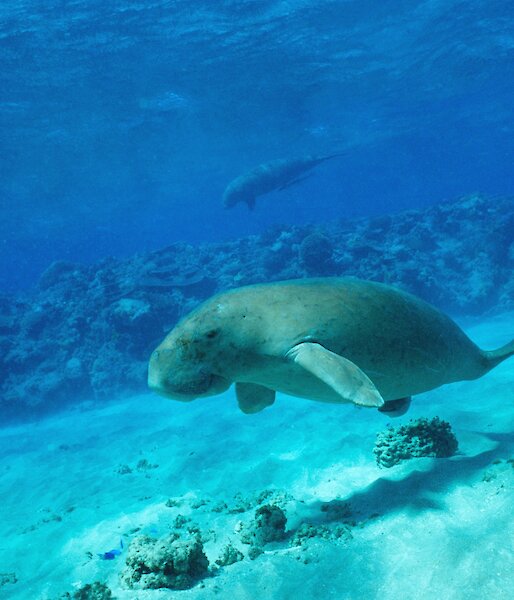 A dugong swims along the sandy sea floor