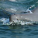 A herd of Irrawaddy dolphins in the eastern Gulf of Thailand.