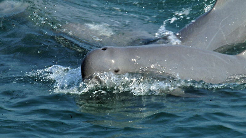 A herd of Irrawaddy dolphins in the eastern Gulf of Thailand.