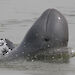 An Irrawaddy dolphin