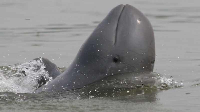 An Irrawaddy dolphin