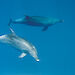 Bottlenose dolphins