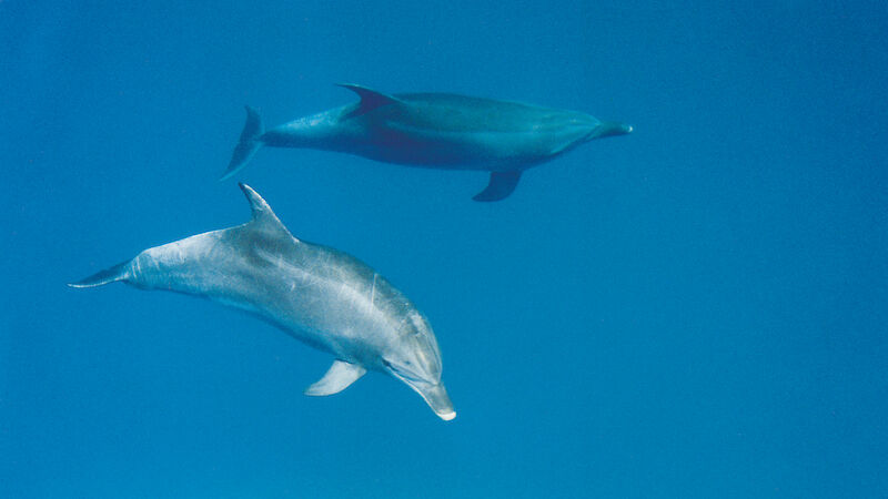 Bottlenose dolphins