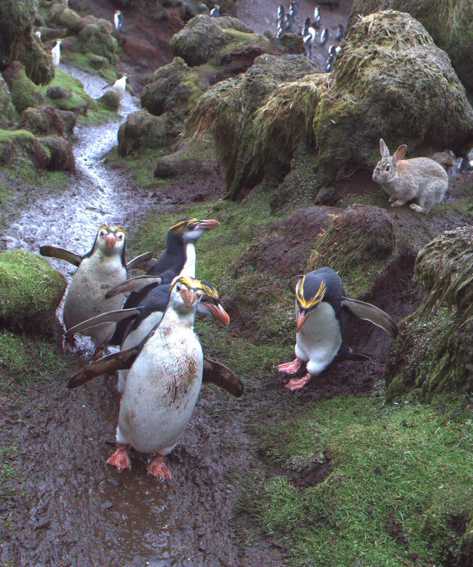 Subantarctic islands in the spotlight — Australian Antarctic Program