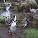 A rabbit sits on a degraded tussock as royal penguins walk past.