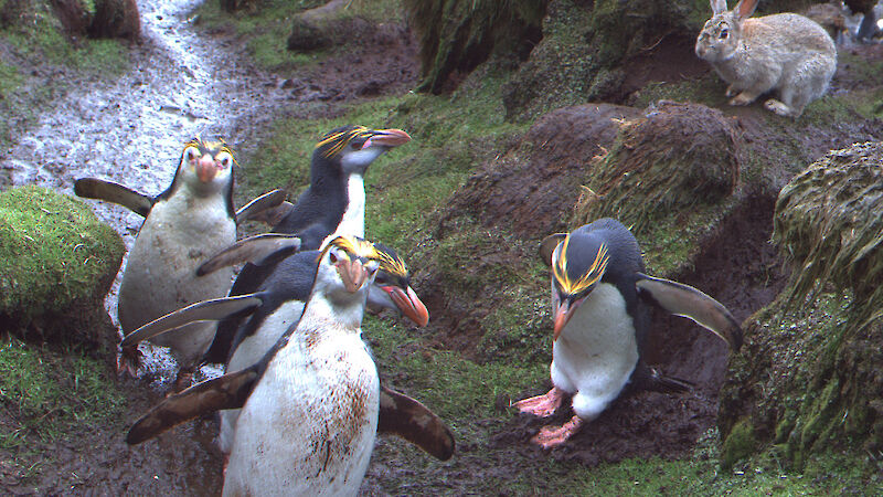 A rabbit sits on a degraded tussock as royal penguins walk past.