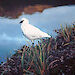 A sheathbill on subantarctic Prince Edward Island covered in Uncinia (hook-sedge) seeds