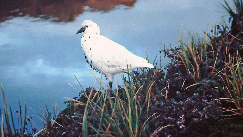 A sheathbill on subantarctic Prince Edward Island covered in Uncinia (hook-sedge) seeds