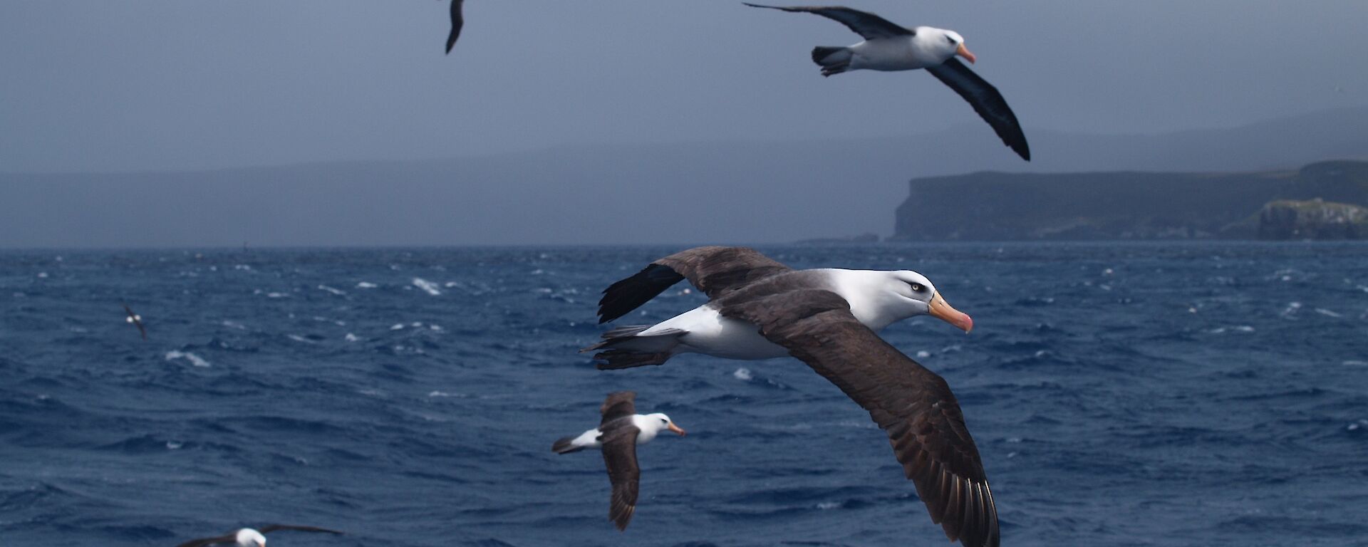 Black-browed albatrosses.