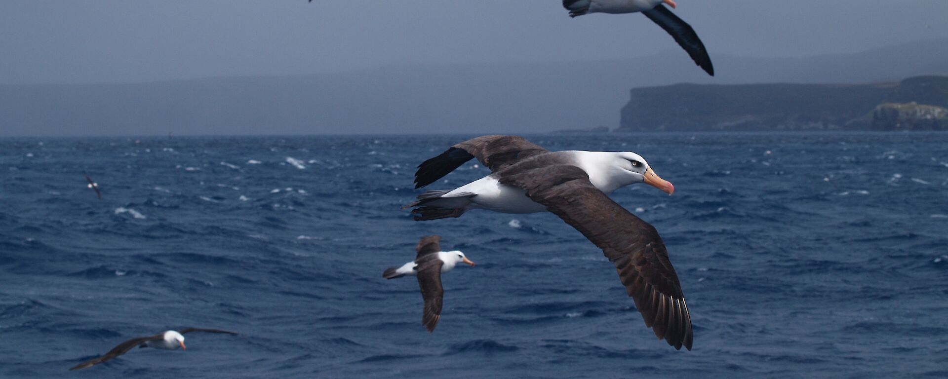 Black-browed albatrosses.