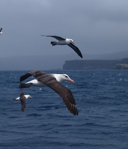 Black-browed albatrosses.