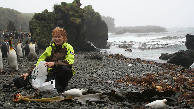 Dr Ceridwen Fraser collects southern bull kelp on Marion Island.