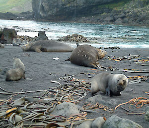 Elephant seals wallow amongst southern bull kelp on Marion Island.