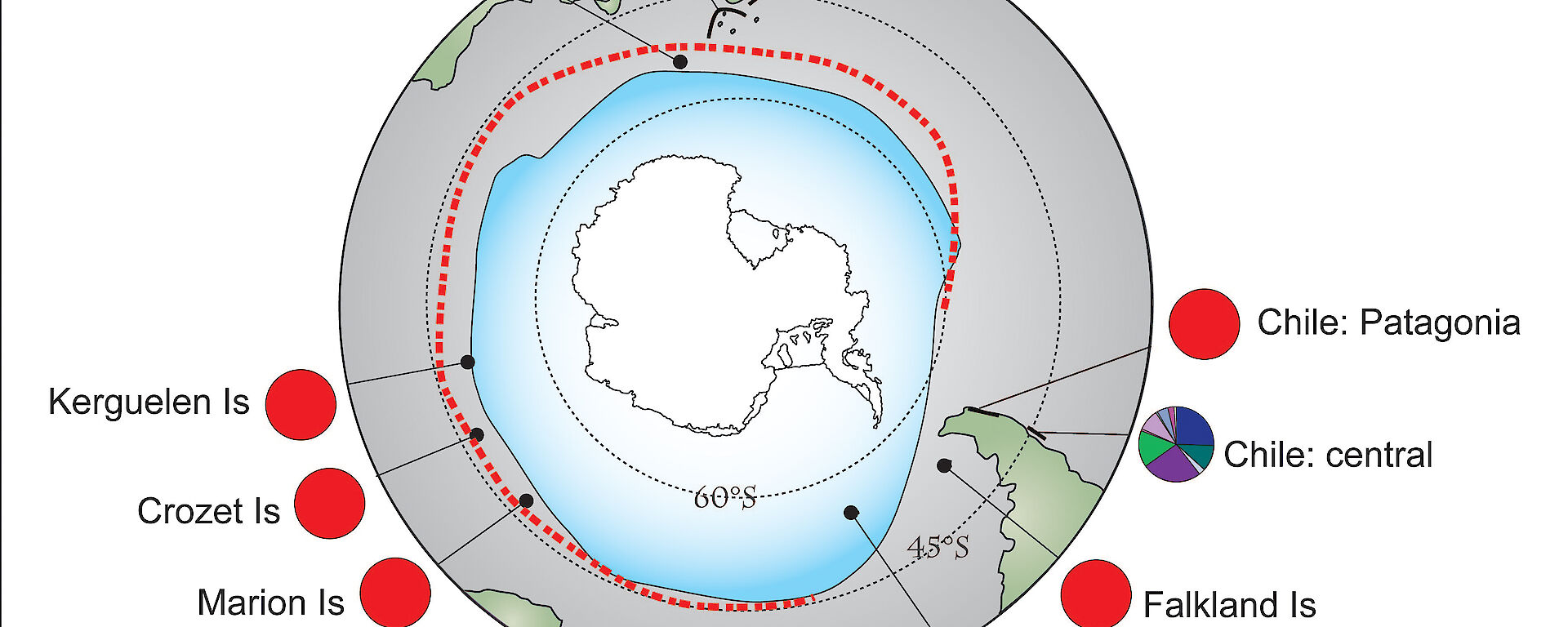 Map showing the distribution of bull kelp genotypes around Antarctica