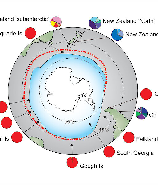 Map showing the distribution of bull kelp genotypes around Antarctica