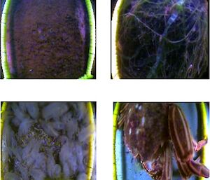 Fouling communities observed on the hull of the S.A. Agulhas