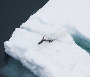 A snow petrel eats a fish on an ice floe in the Mertz Glacier region.
