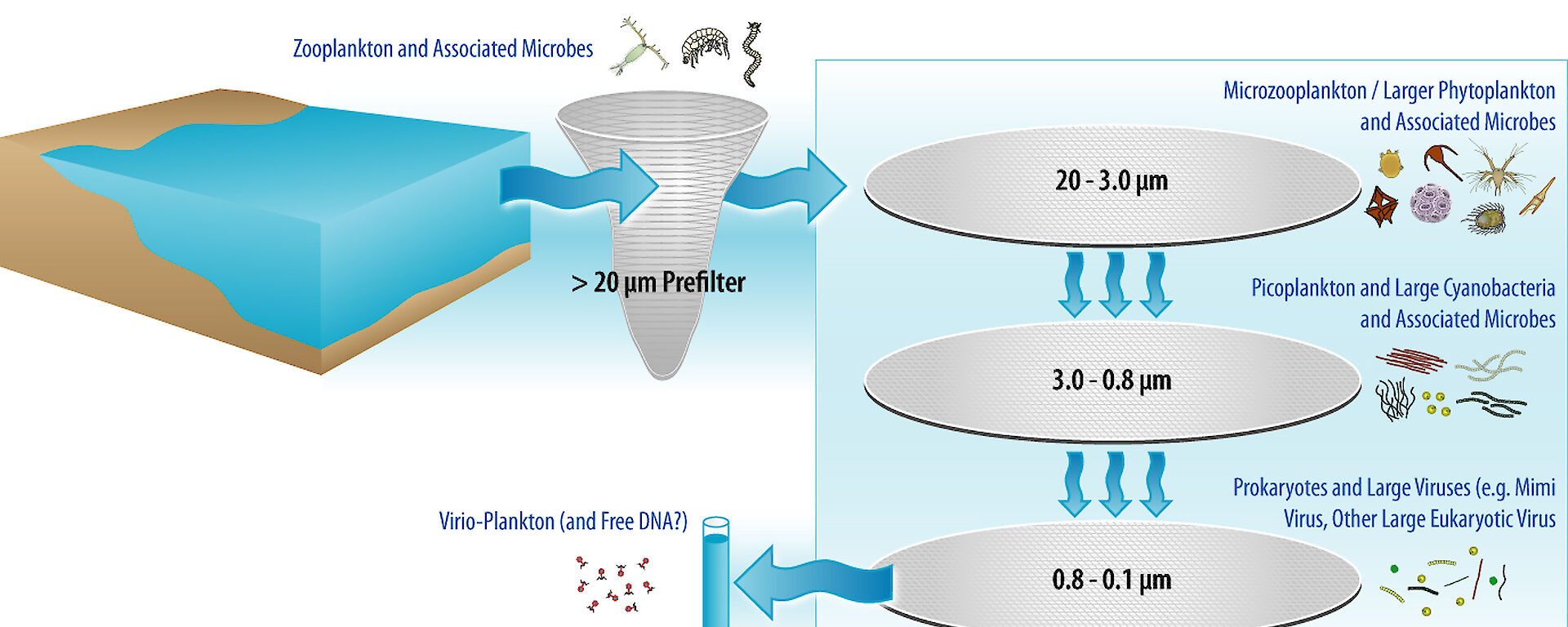 A schematic showing which marine microorganisms the different filters collect.