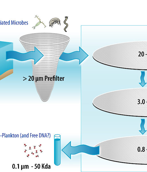A schematic showing which marine microorganisms the different filters collect.
