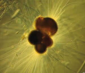Foraminifera have a huge surface area, because of their spines, on which to trap food particles. This specimen is about 0.1mm across.