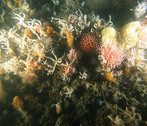An area of dense coral
