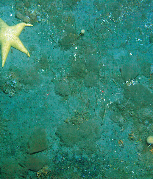 Giant sea star measuring about 50cm across, lies on the sea bed