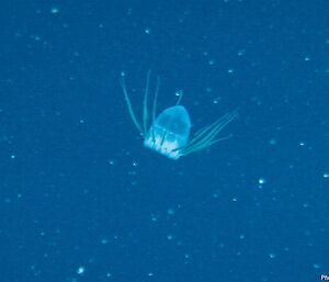 A jellyfish captured by the underwater camera.