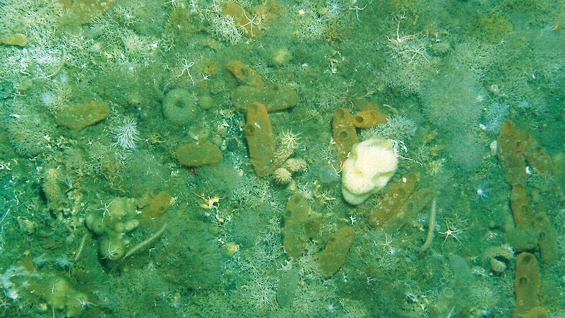 Life under the Mertz Glacier tongue includes sea pens, bryozoans, gorgonians, brittle stars, anemones, holothurians, sponges, urchins, crinoids and sea stars. The seafloor is scattered with dropstones which have fallen from the glacier above.