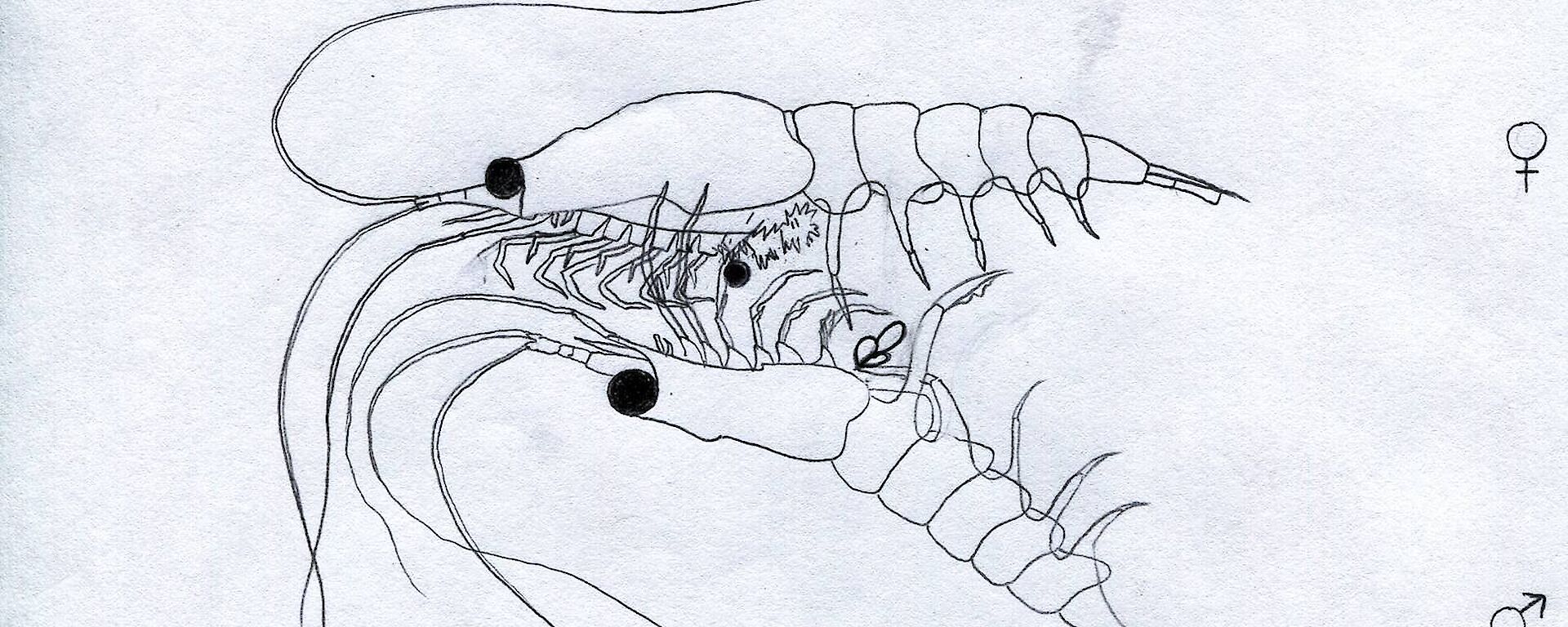 Drawing of two krill in the ‘embrace’ phase of the mating ritual.