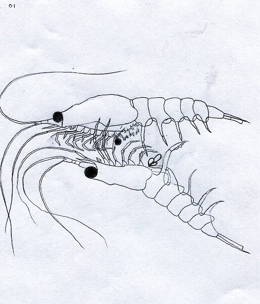 Drawing of two krill in the ‘embrace’ phase of the mating ritual.