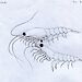 Drawin of two krill in the ‘probe’ phase of the mating ritual.