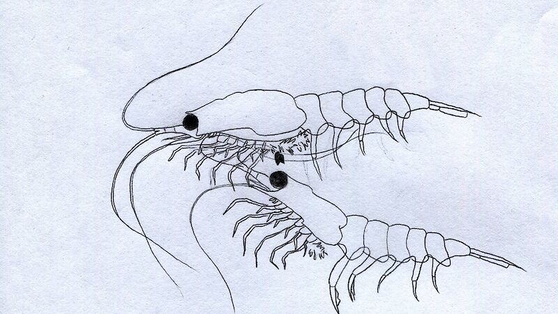 Drawin of two krill in the ‘probe’ phase of the mating ritual.