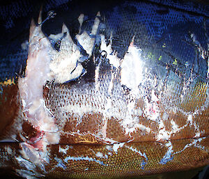 Tooth marks on the torso of a fish attributed to a whale