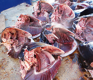 Typical damage to a catch of tuna, attributed to whales, where the body of each fish has been completely removed behind the gills.