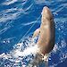 A false killer whale hooked on a longline in Hawaii.