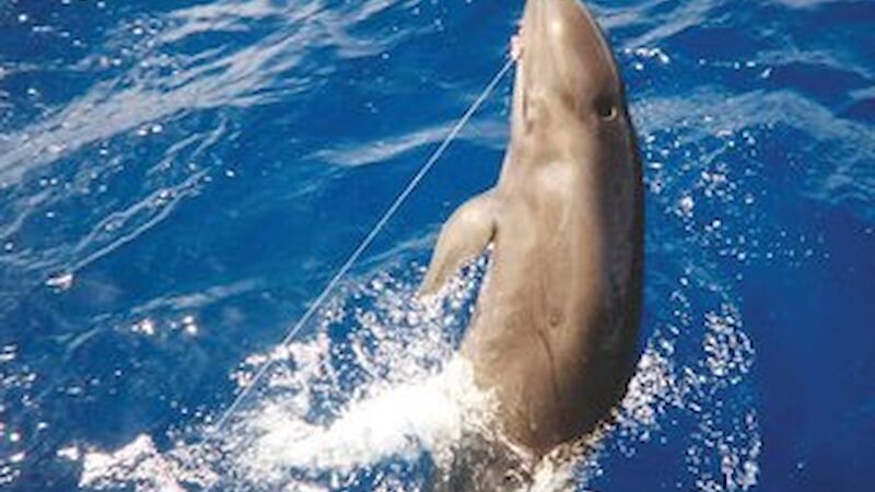 A false killer whale hooked on a longline in Hawaii.