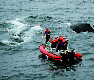 A satellite tagging team approach a humpback whale in the Southern Ocean