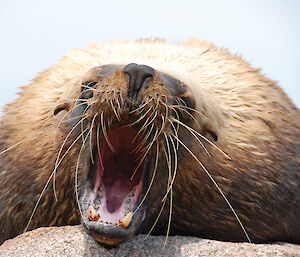Close-up of a male Australian sea lion