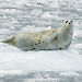 An adult female harbor seal rests on an iceberg in Glacier Bay National Park